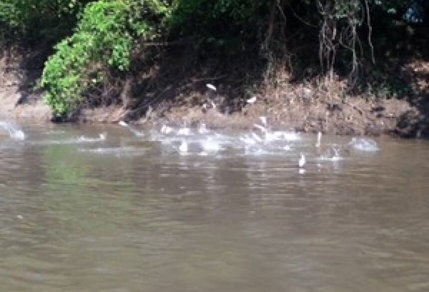 Período de Piracema na bacia do rio Miranda (Foto: Nélio Brandão/Arquivo pessoal)