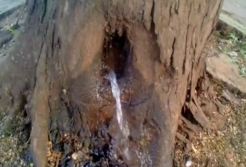 Água vaza de tronco de árvore e intriga moradores em MS (Foto: Reprodução/ TV Morena)