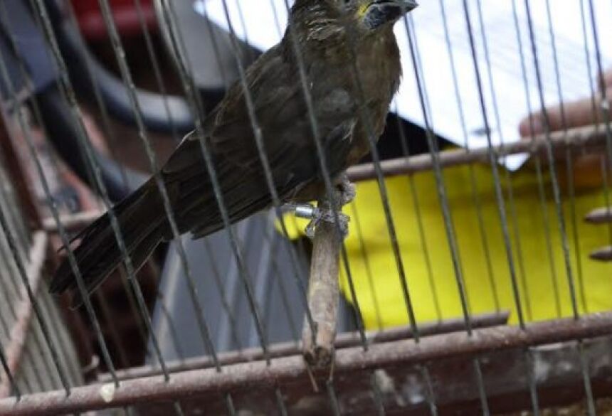 FOTO: PMA - PMA autua quinto criador de pássaros em R$ 5 mil por manter plantel em JARDIM