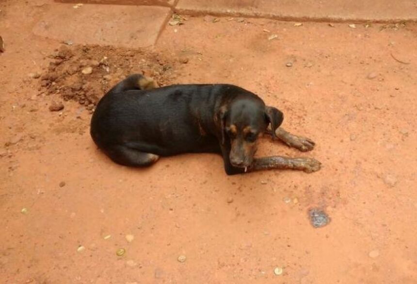Suspeita é que a cadela tenha comido carne com veneno de rato (Foto: Divulgação/ PMA)