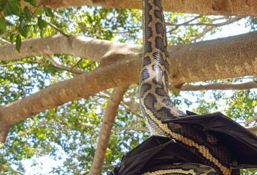 Cobra tenta comer morcego na Austrália (Foto: Reprodução/Facebook/Redland’s Snake Catcher)