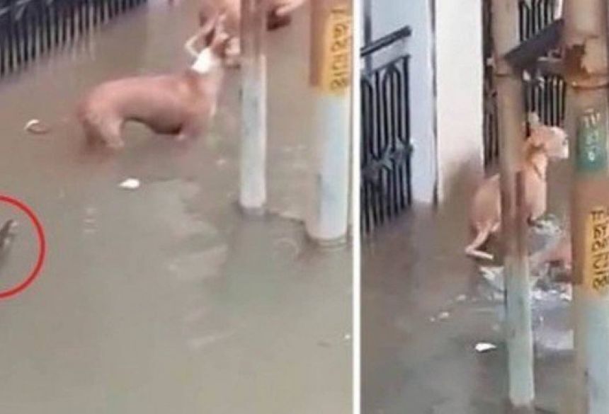 Crocodilo ataca cão em enchente na Índia Foto: Reprodução