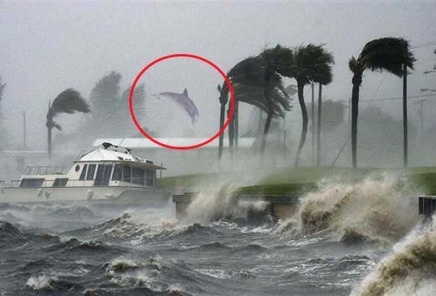 Golfinhos foram registrados “voando” após passagem do furacão Dorian nas Bahamas (Foto: Ernie Schwartz)