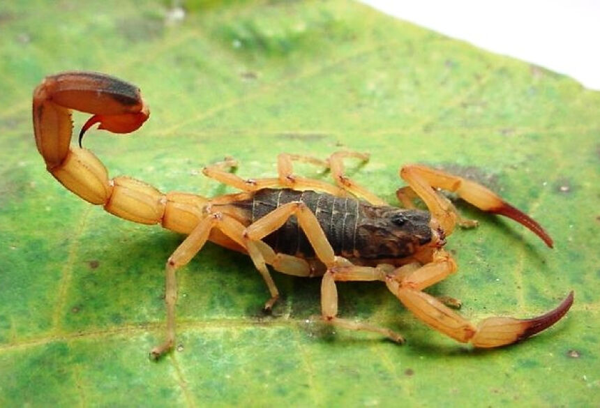 O "escorpião-amarelo" (Tityus serrulatus) é considerado o escorpião mais perigoso da América do Sul. Foto: Prefeitura de Formiga (Divulgação)