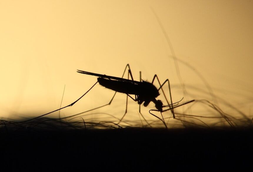 Aedes aegypti — Foto: Pixabay/Divulgação