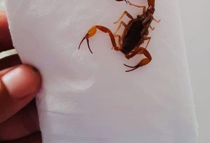 Estudante diz que recolheu escorpião logo após levar picadas — Foto: Déborah Berco/Arquivo Pessoal