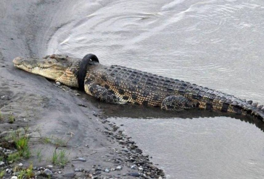 Pneu entalado em crocodilo em rio da Indonésia Foto: Reprodução
