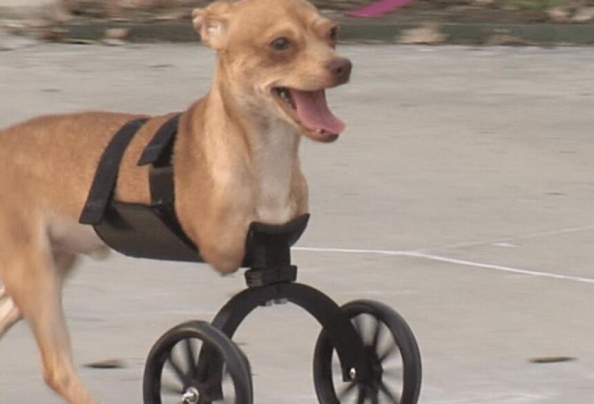 Rodas feitas em impressora 3D dão qualidade de vida para cães deficientes