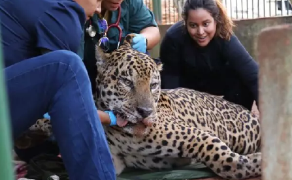 Onça-pintada capturada no Pantanal é transferida para área específica de fauna silvestre em SP