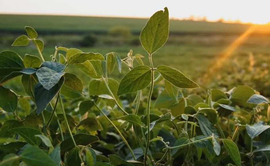 Vazio sanitário da soja prossegue até 15 de setembro em Mato Grosso do Sul