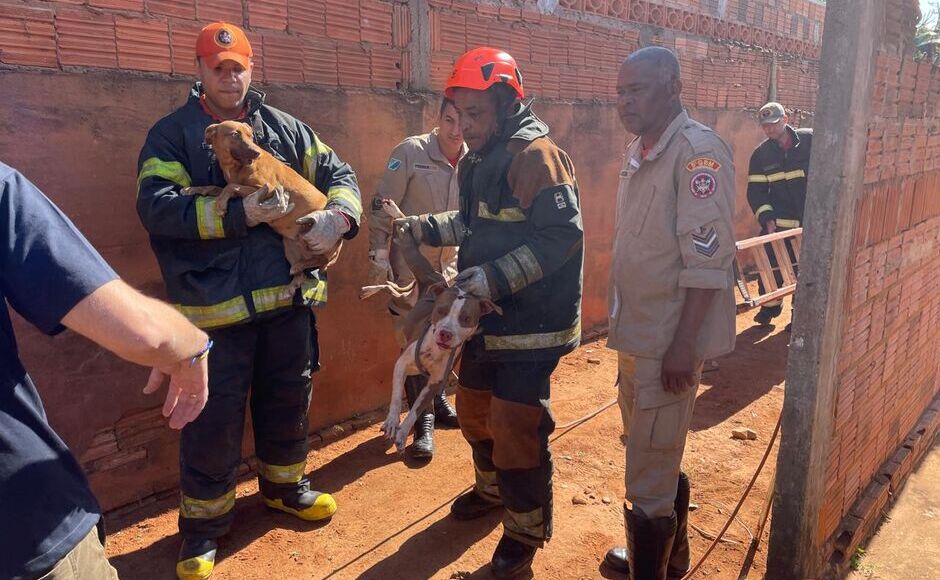 Pitbulls invadem casa, matam cadela e mobilizam operação de resgate 