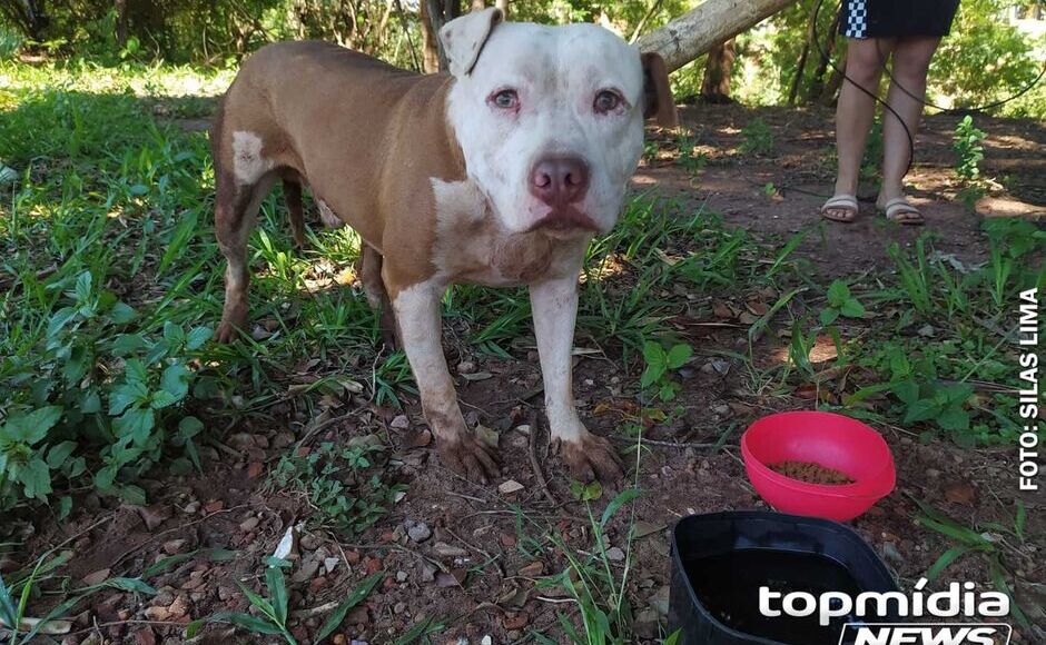 Criança de 8 anos é atacada por pit bull e pode perder audição 