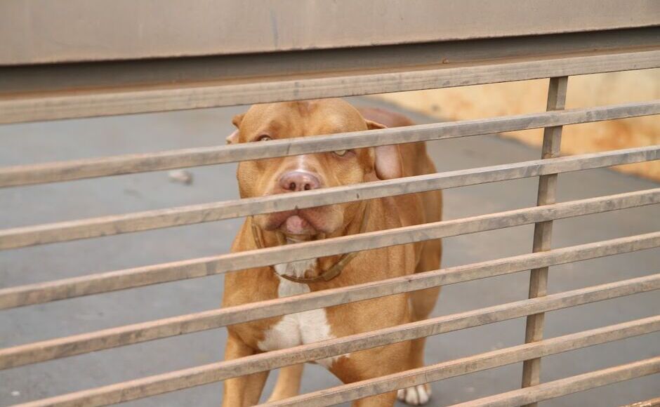 Homem fica gravemente ferido ao ser atacado por pitbull em MS