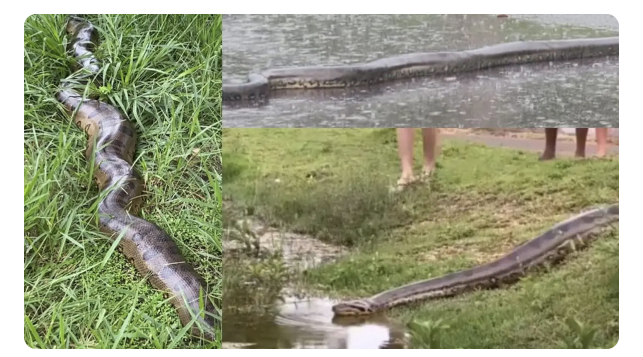 Serpente píton é retirada do Parque Nacional da Tijuca, no Rio