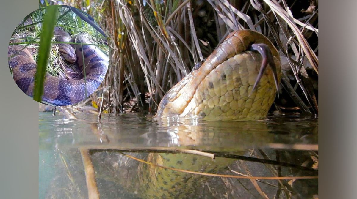 Sucuri é espécie cercada de lendas e mitos - (Fotos: Vilmar Teixeira e Daniel De Granville)